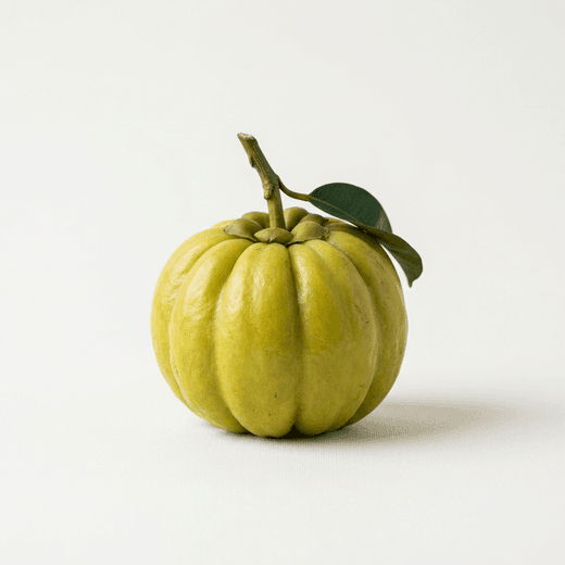 Fruto de garcinia cambogia