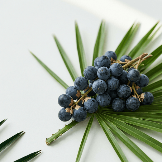Saw palmetto, extracto de palmito salvaje